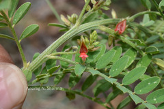 Indigofera wightii